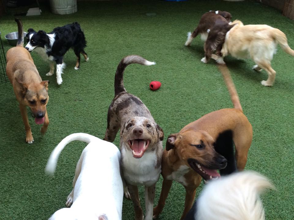 Care First Animal Hospital At Glenwood - Raleigh , United States