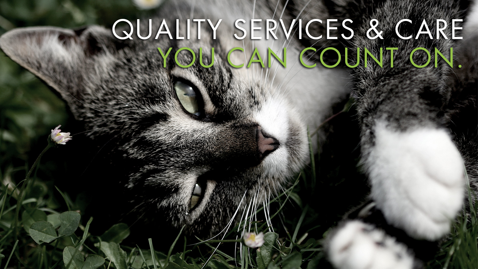Bluebonnet Animal Hospital - Austin , United States