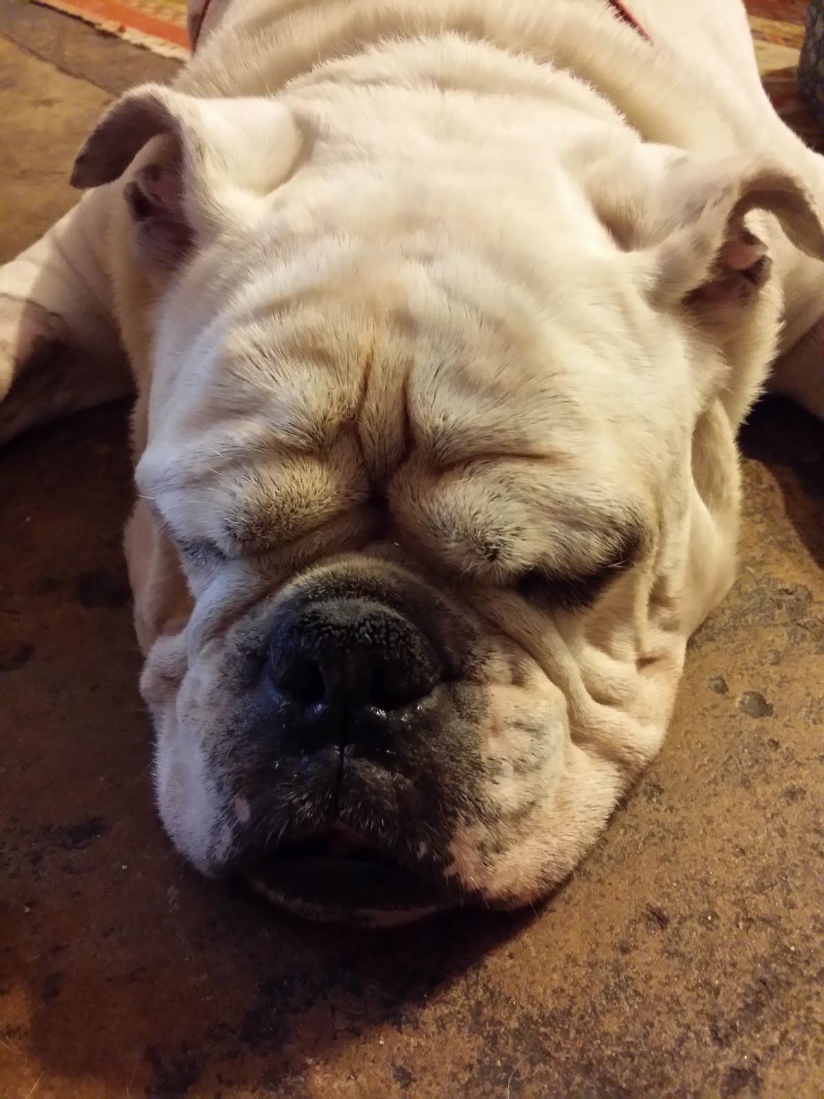 Utopia Animal Hospital - Memphis , United States
