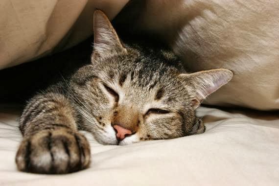 Clackamas County Veterinary Clinic - Oregon City , United States
