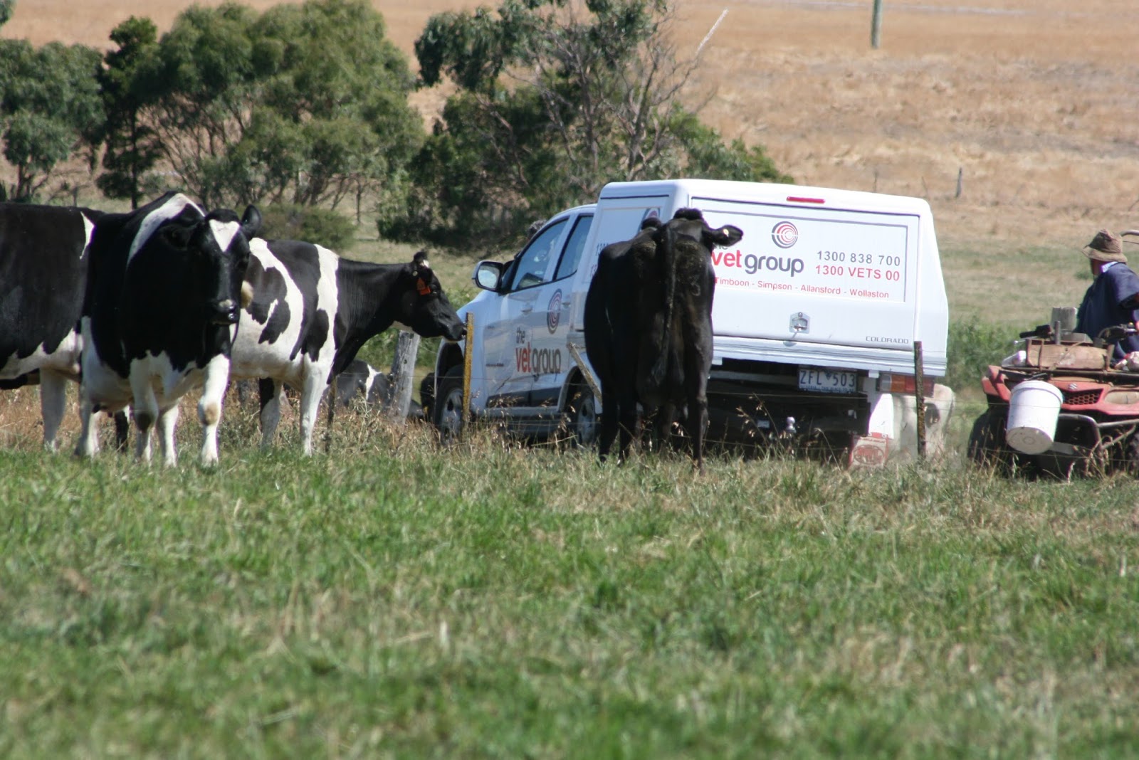 The Vet Group | Simpson - Simpson , Australia