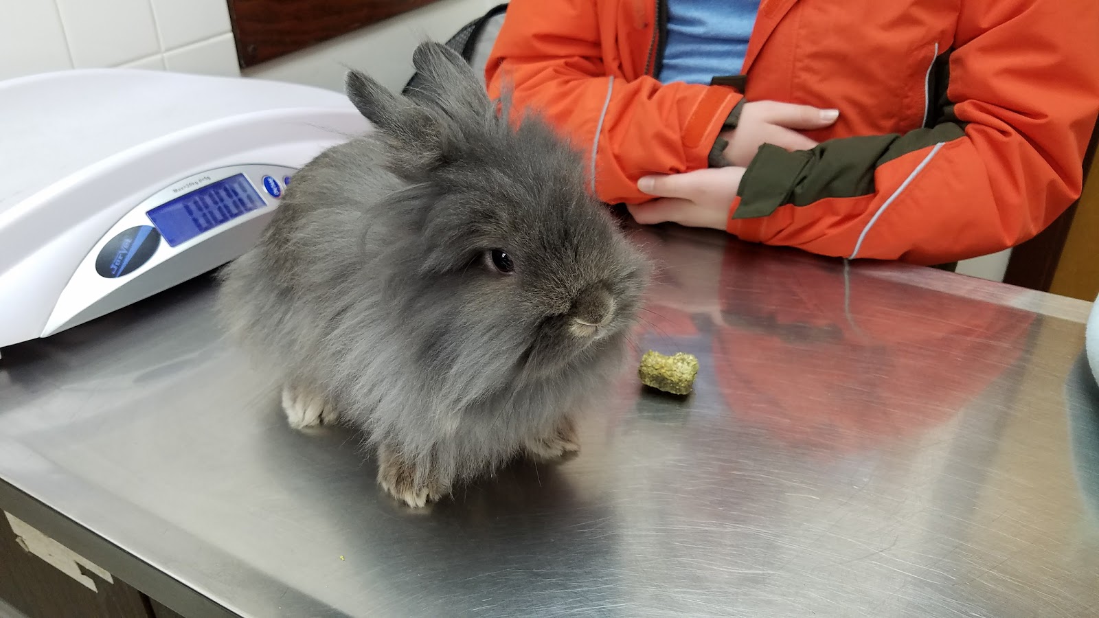 Creature Comforts Veterinary Service - Saylorsburg , United States