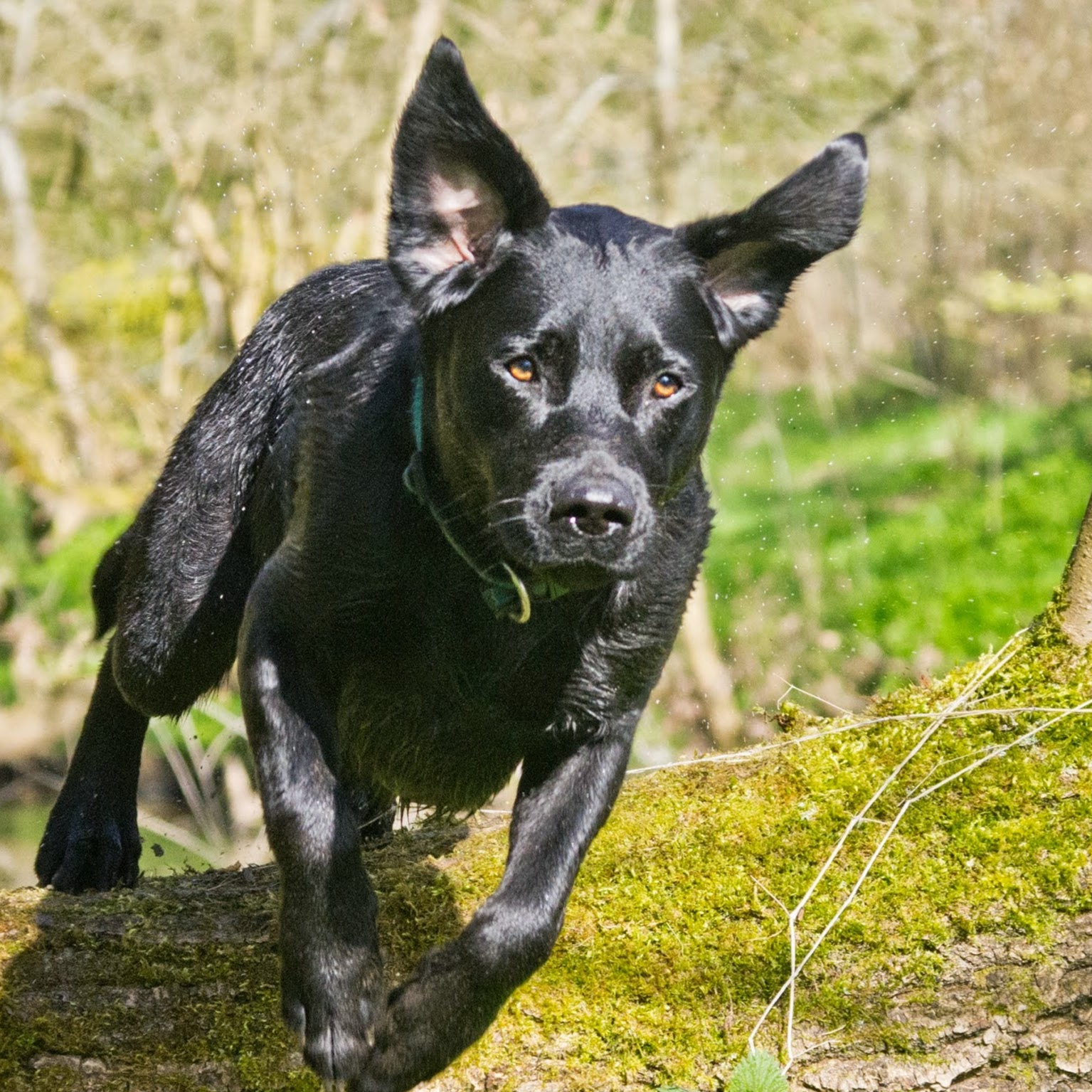 Medivet Washington - Washington , United Kingdom
