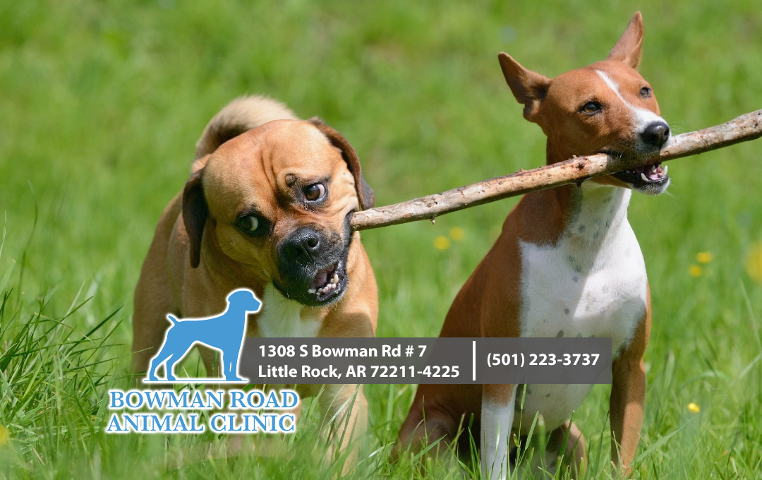 Bowman Road Animal Clinic - Little Rock , United States