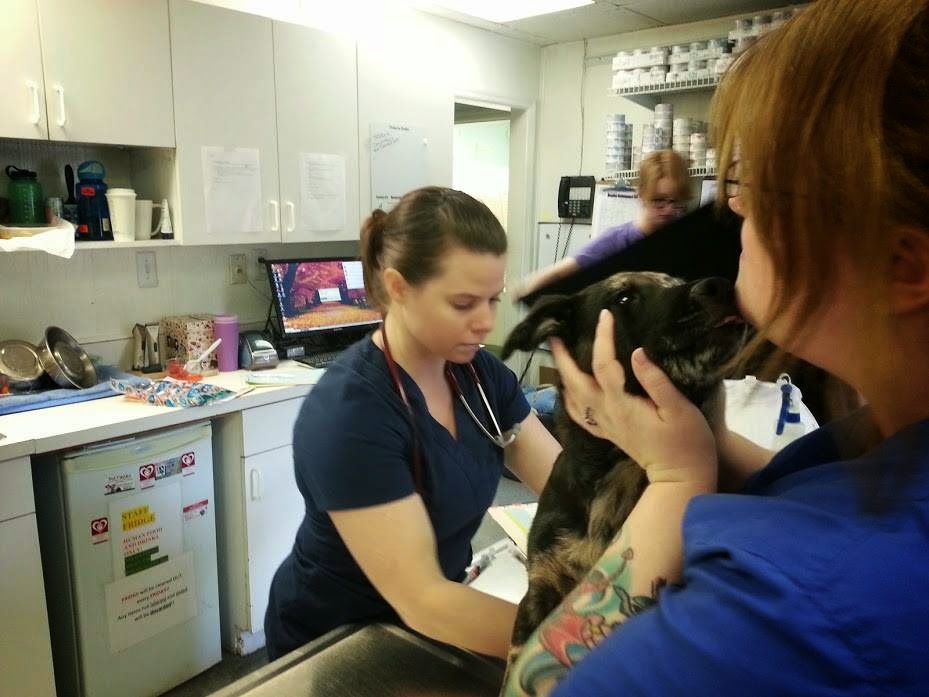Cross Creek Animal Hospital - Fayetteville , United States