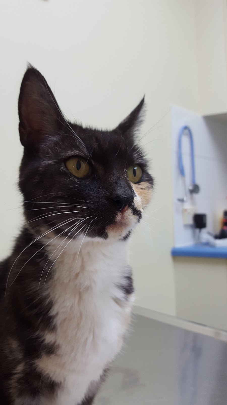 Southern Animal Hospital - Morphett Vale , Australia
