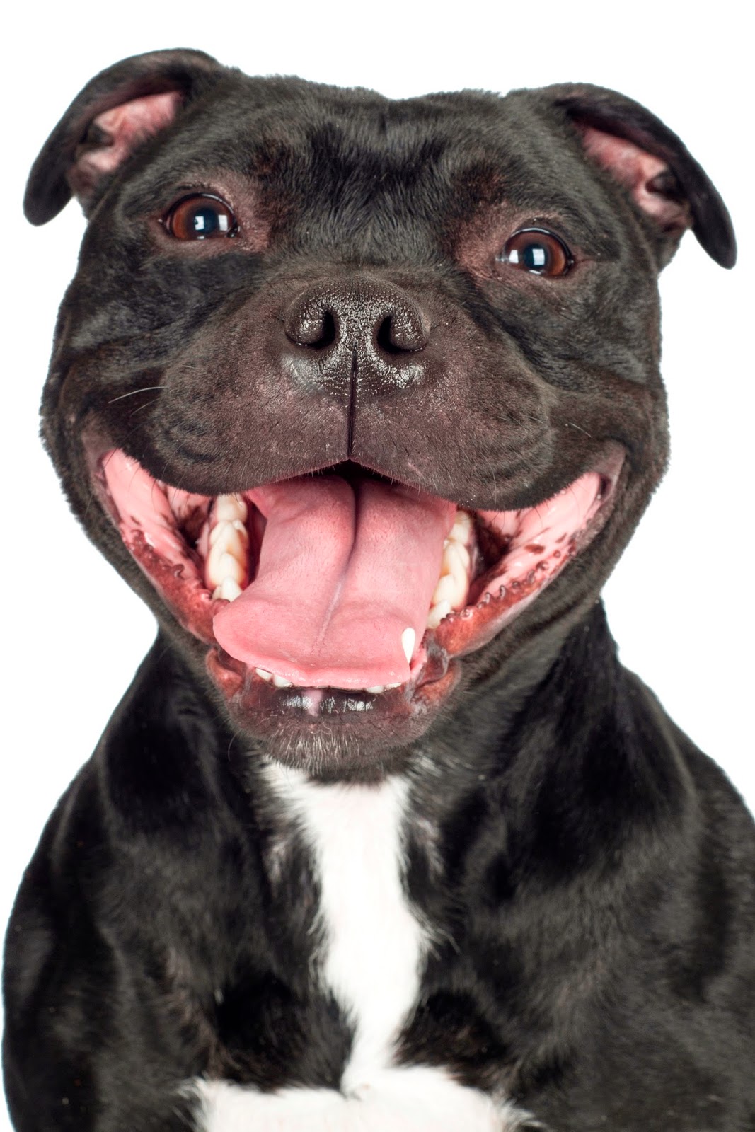Arbor Creek Animal Hospital - Olathe , United States