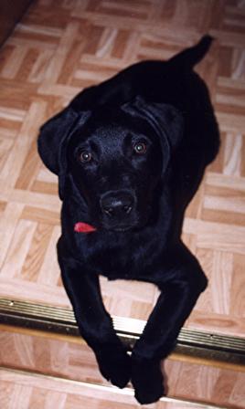 Southgate Animal Hospital - Southgate , United States