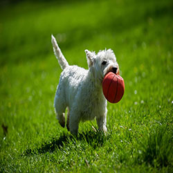 Goldfields Veterinary Services - Creswick , Australia