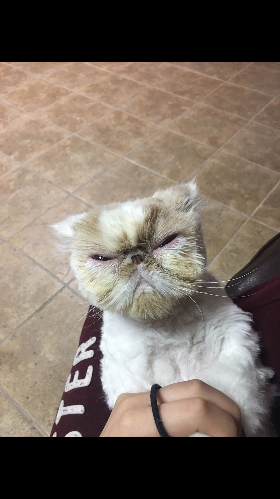 Gasow Veterinary Hospital - Birmingham , United States