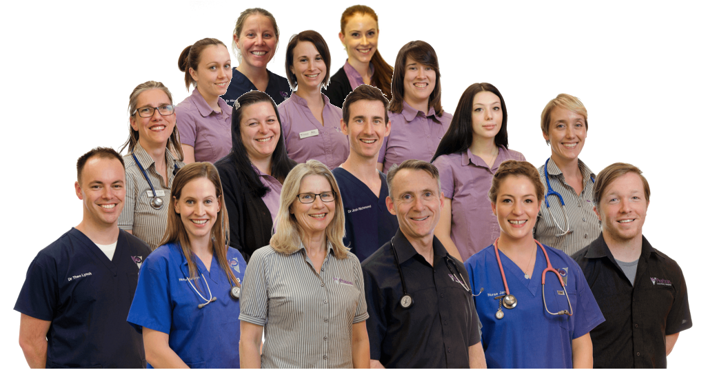 Evervet Prahran Prahran Veterinary Hospital - Prahran , Australia