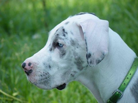 Beach Veterinarian Services - Little Rock , United States