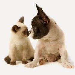 Banfield Pet Hospital - Boston , United States