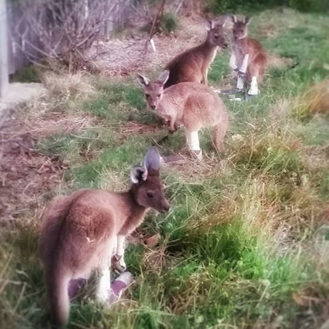 Waroona Veterinary Clinic - Waroona , Australia