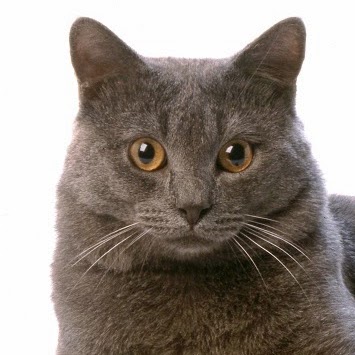 Cats Only Veterinary Clinic - Upper Arlington , United States