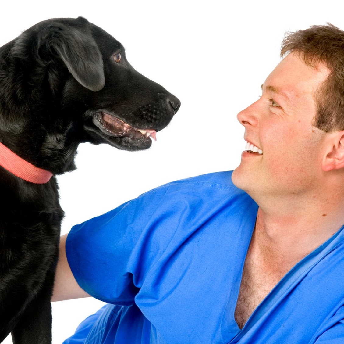 White Cross Vets - Walsall , United Kingdom
