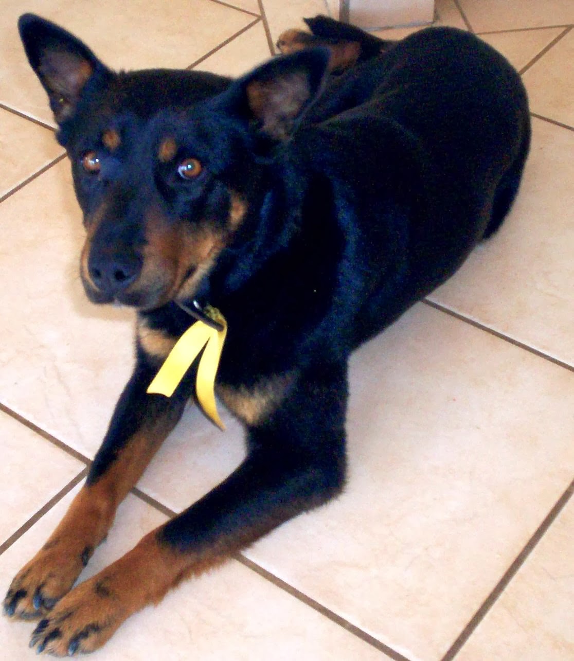 Inner South Veterinary Centre - Narrabundah , Australia