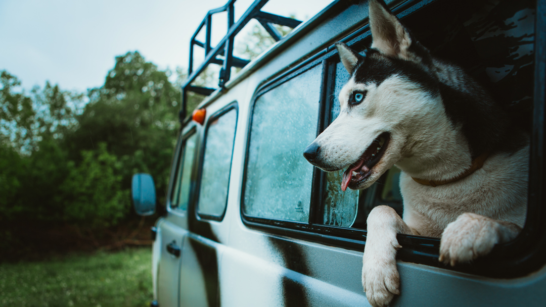 Roswinn Pet Hospital - Winnetka , United States