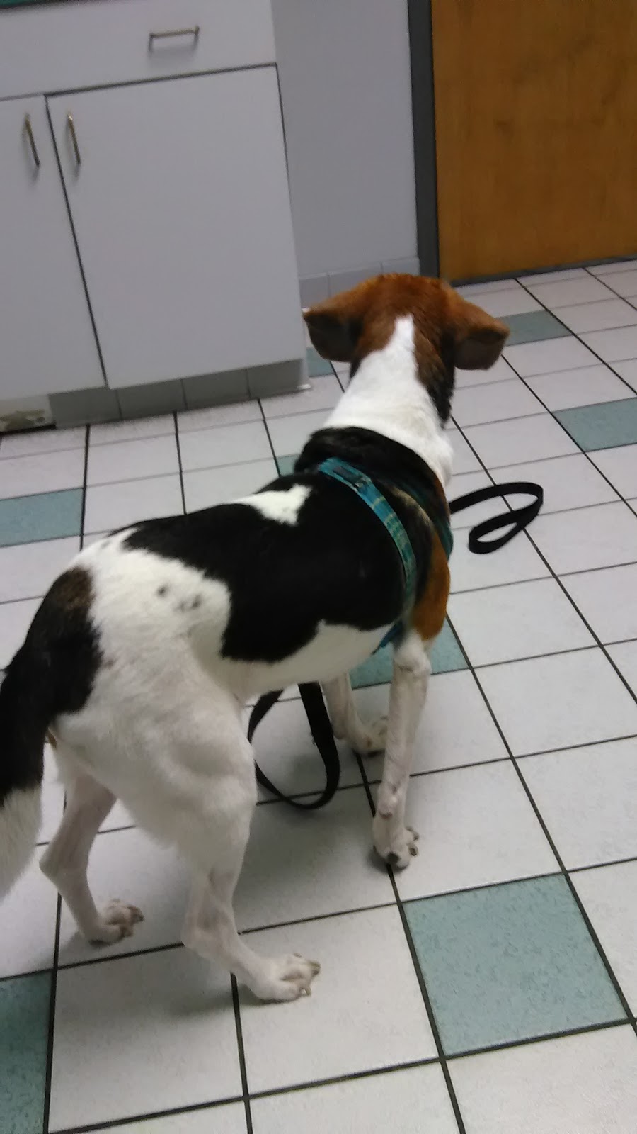 Vca Animal Care Associates - Colonial Heights , United States