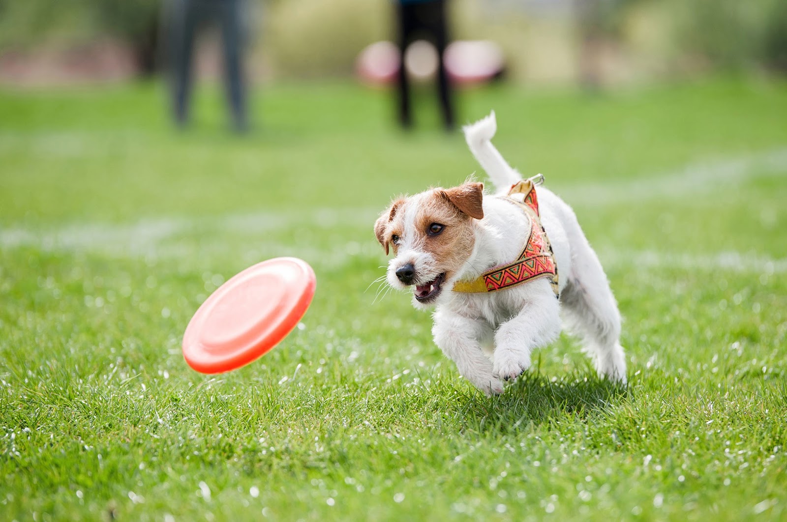 Santa Clarita Animal Hospital - Santa Clarita , United States