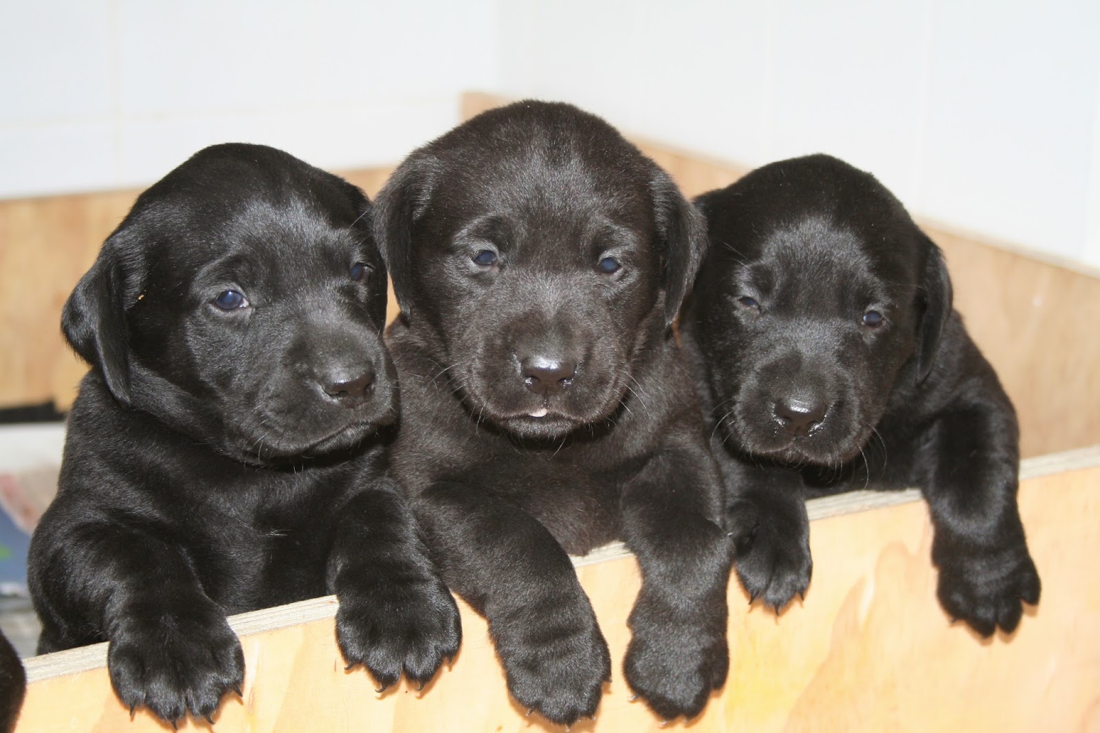 The Hollies Veterinary Clinic - Downham Market , United Kingdom