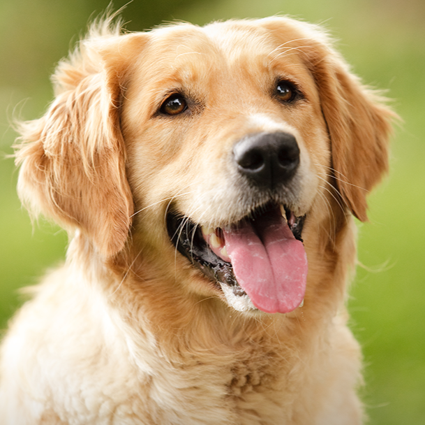 Chartiers Animal Hospital - Heidelberg , United States