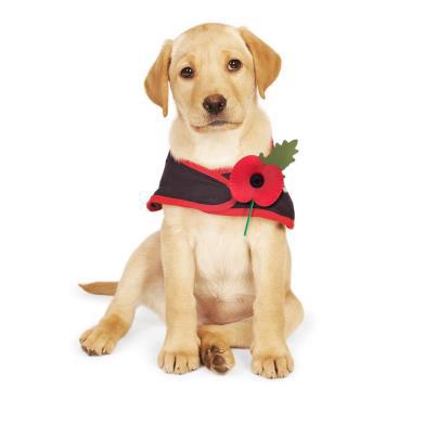 Cawthorpe Veterinary Services - Mississauga , Canada