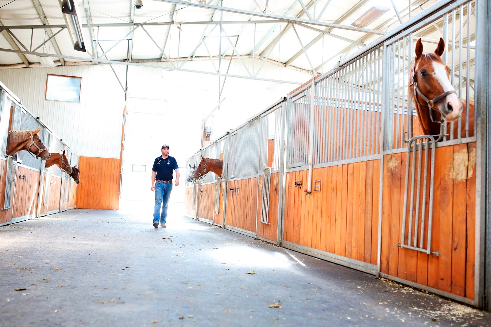 Moore Equine Veterinary Centre - Balzac , Canada