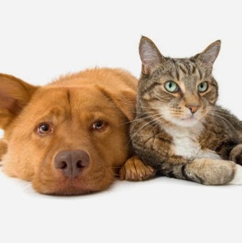 Wembley Veterinary Hospital - Jolimont , Australia
