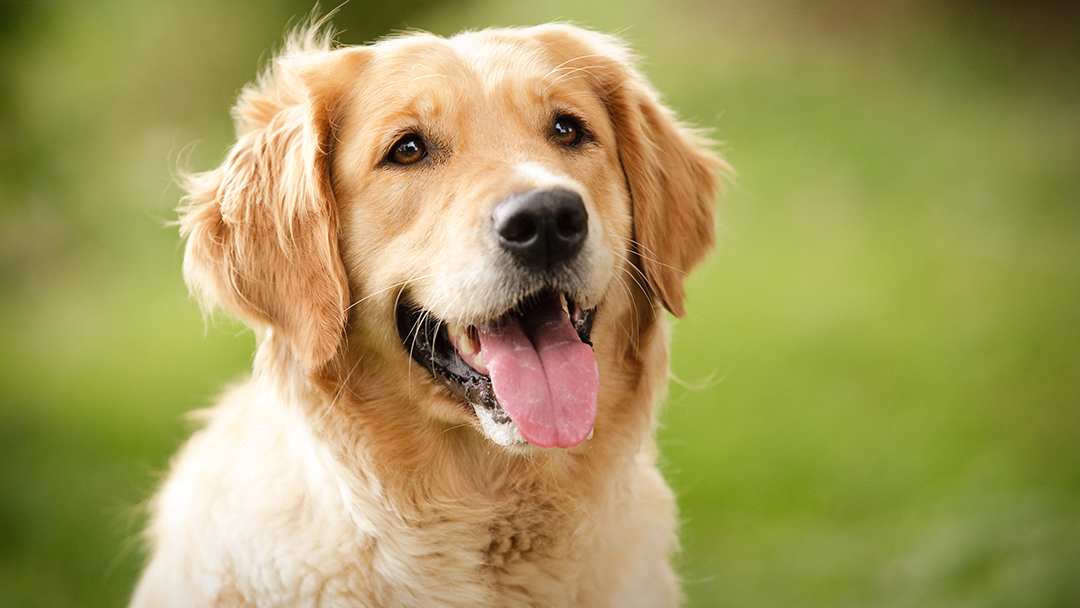 Rocky River Animal Hospital - Rocky River , United States