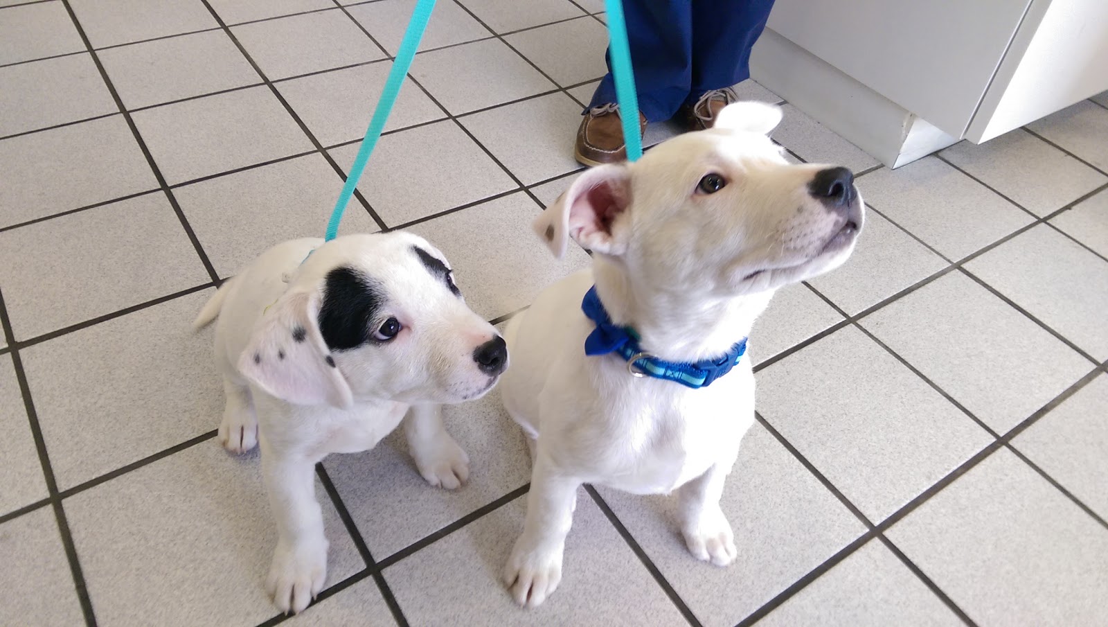 Stone Oak Veterinary Clinic - San Antonio , United States