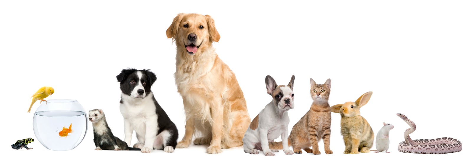 Heritage Animal Clinic Sc - Delafield , United States