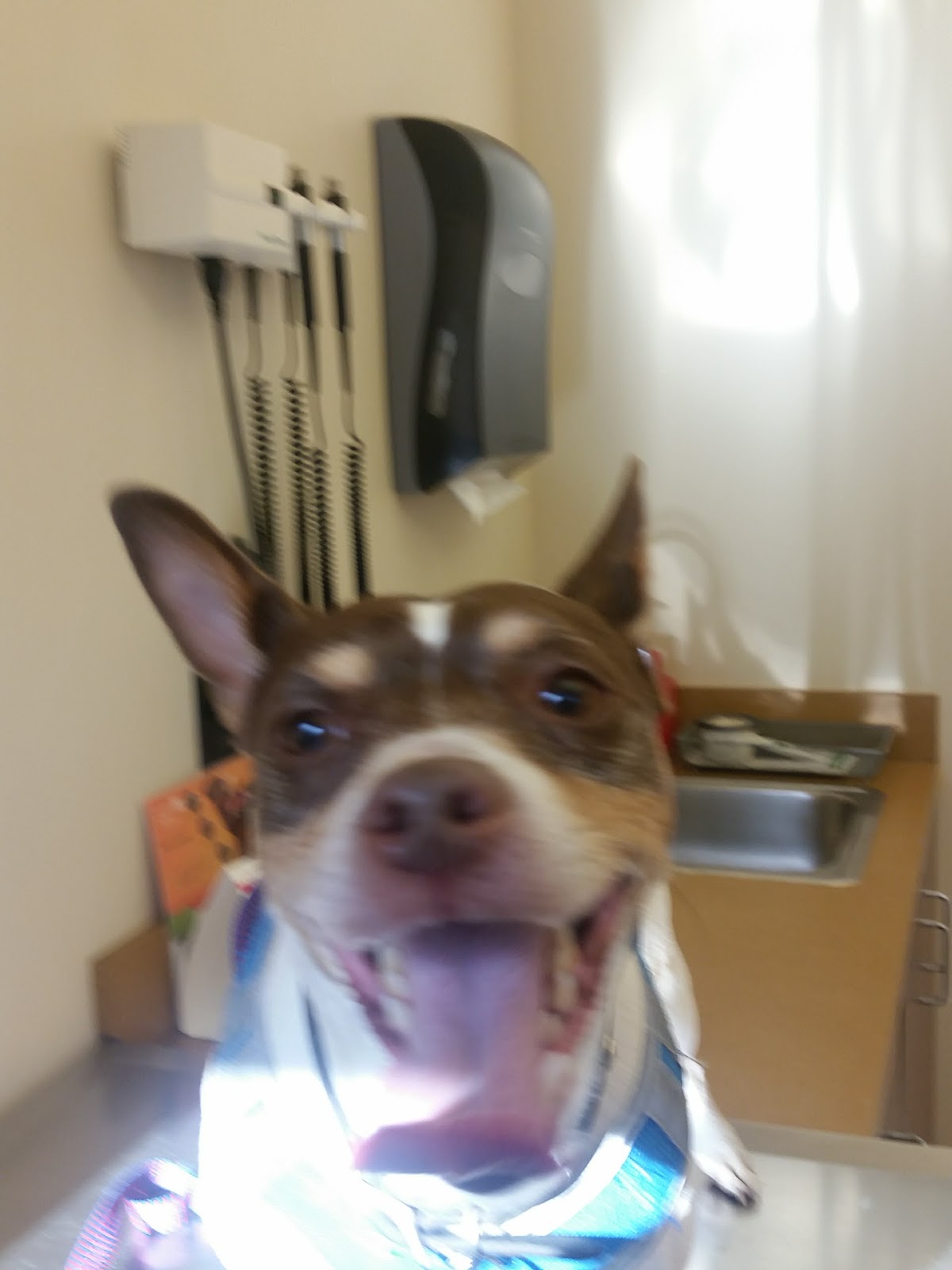 Cathedral Animal Hospital - Portland , United States