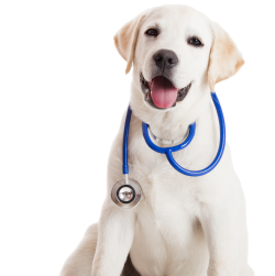 Murphy Veterinary Hospital - Murphy , United States