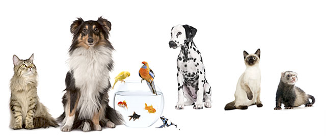 Coastal Carolina Animal Hospital - Wilmington , United States
