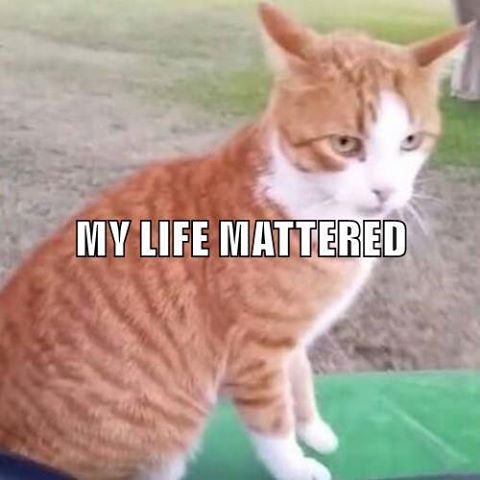 Kathy's Kitties Spay Clinic - Killeen , United States