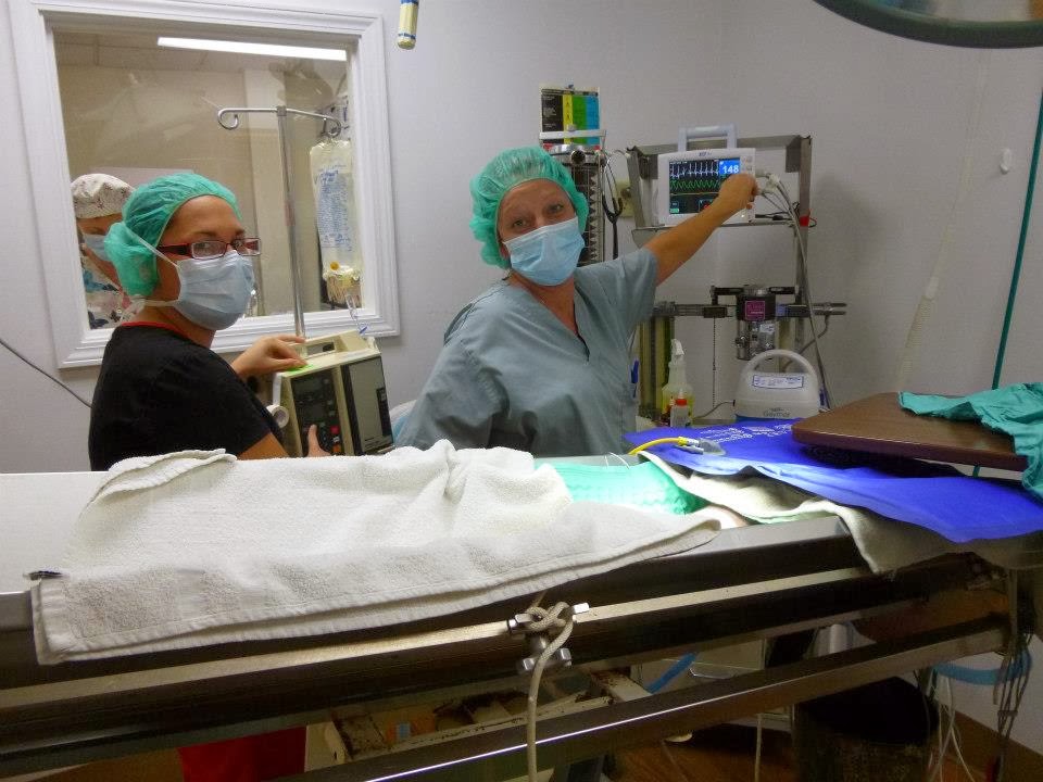 Pet Pals Veterinary Hospital - Indianapolis , United States