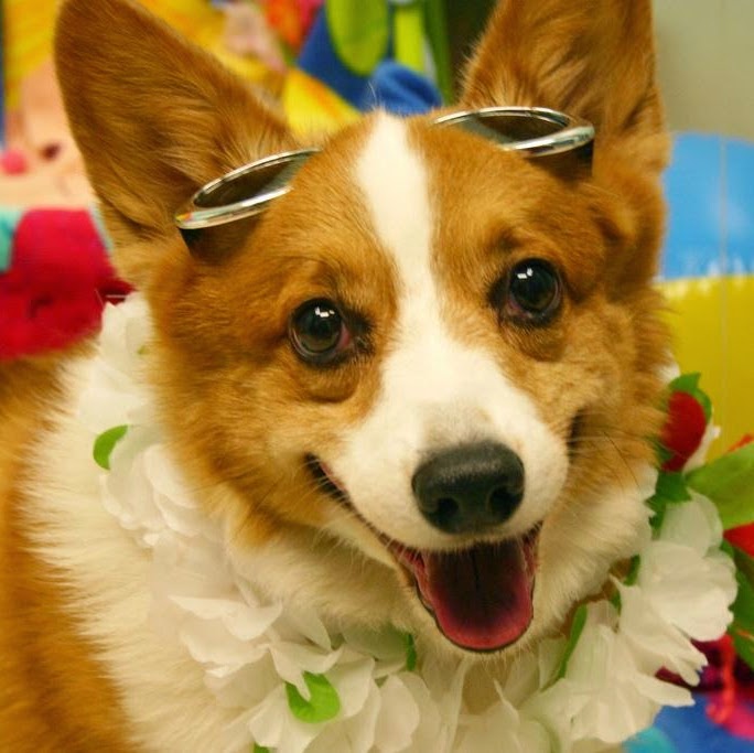 Animal Medical Hospital - St. Petersburg , United States