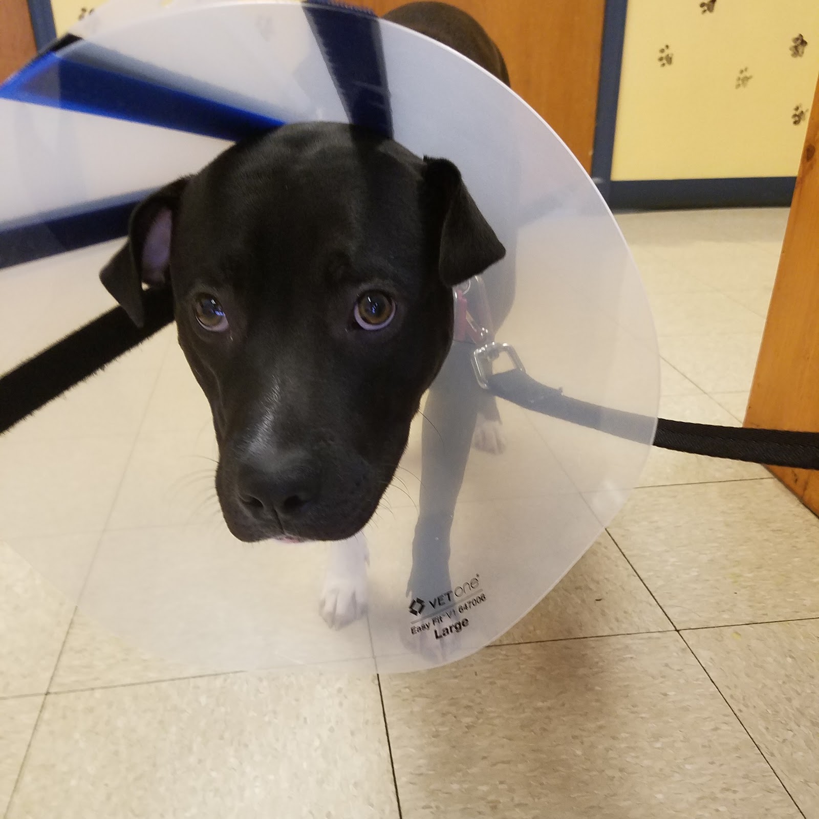 Lowcountry Pet Wellness Clinic Spay N Neuter - North Charleston , United States