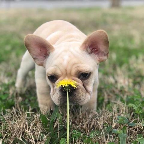 Mt Pleasant Vet Clinic - Chesapeake , United States