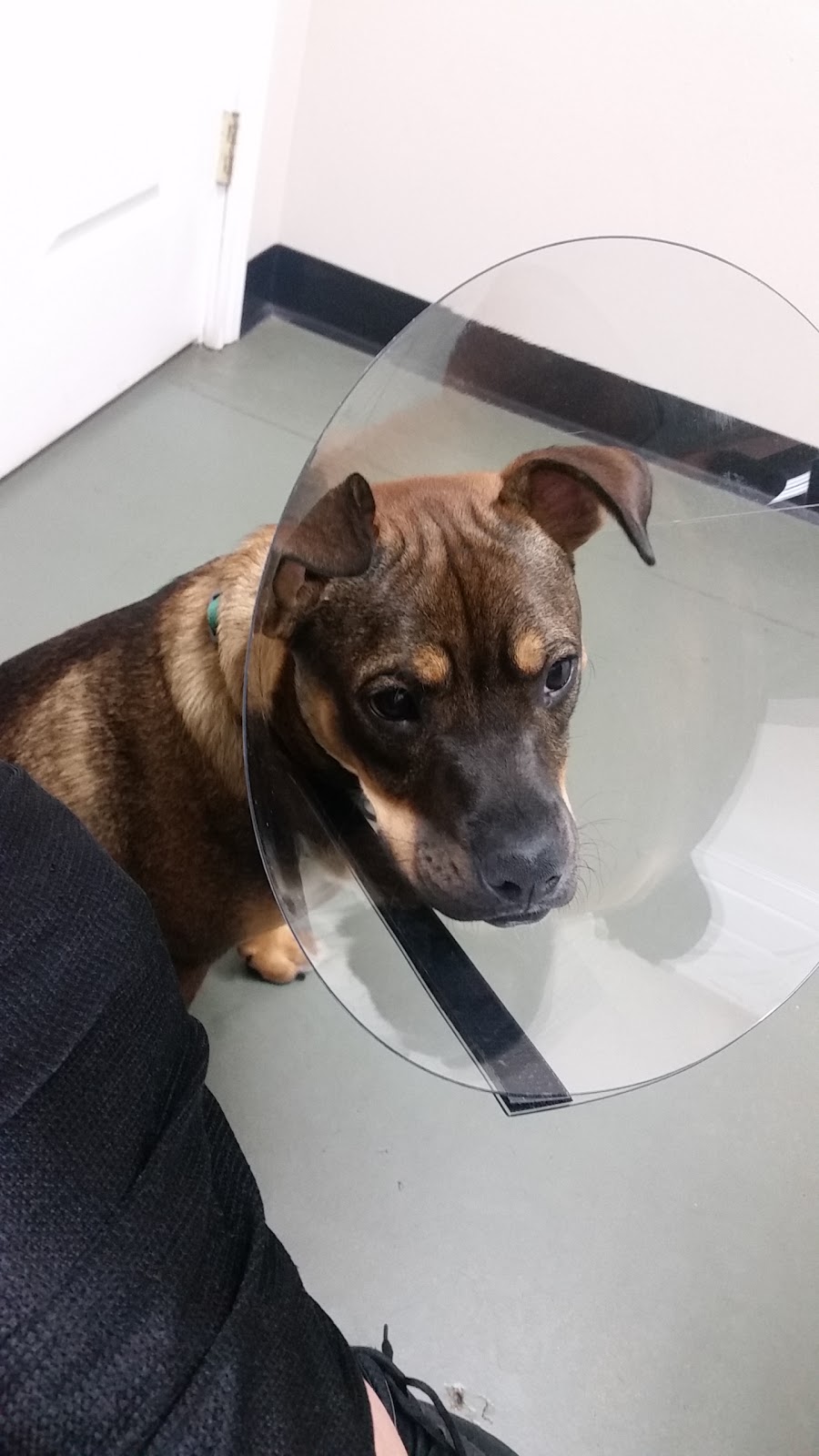 Culebra Creek Veterinary Hospital And Resort - San Antonio , United States