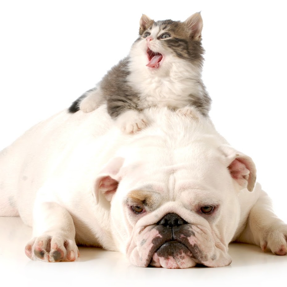 Animal Hospital Of Aurora - Aurora , Canada