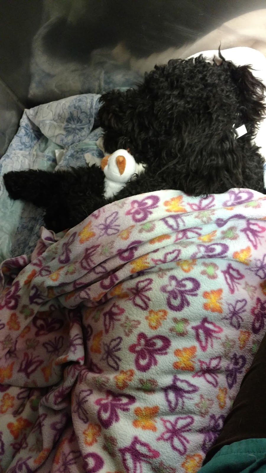 Vca Creekside Animal Hospital - Murfreesboro , United States