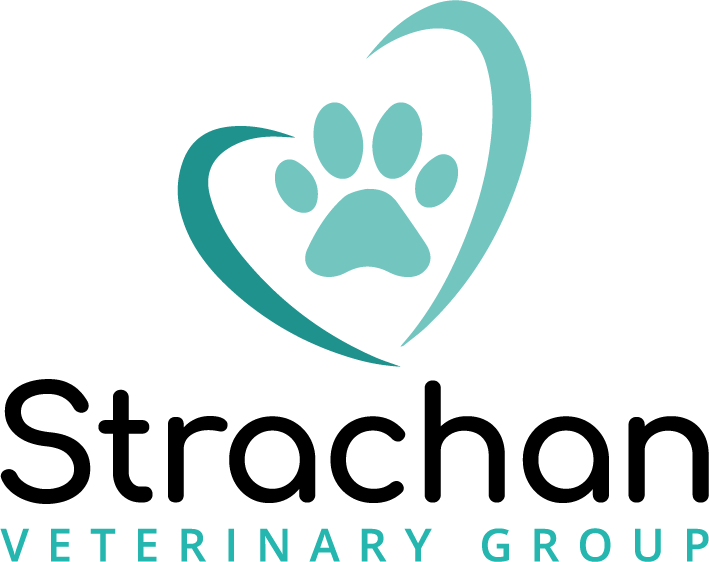Strachan Veterinary Practice Heaton - Newcastle upon Tyne , United Kingdom