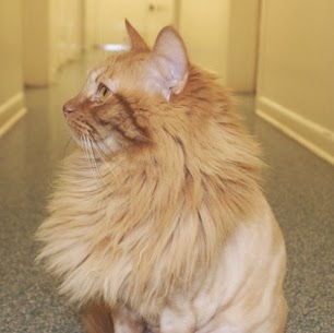 Tickle Blagg Animal Hospital - San Marcos , United States