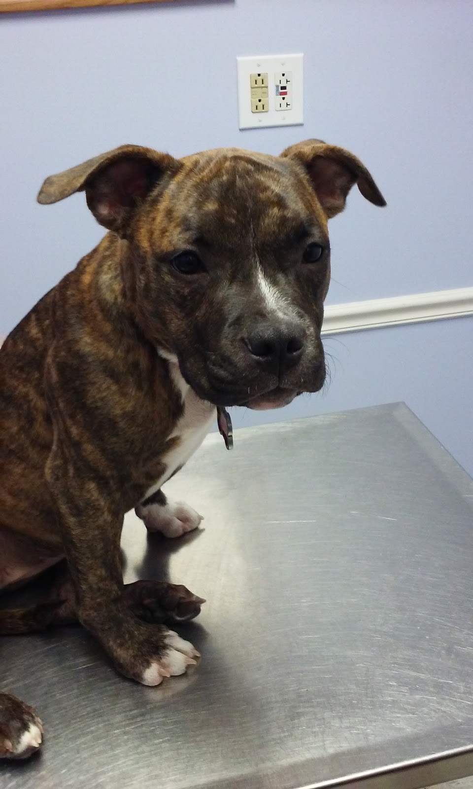 Glenolden Animal Hospital - Glenolden , United States