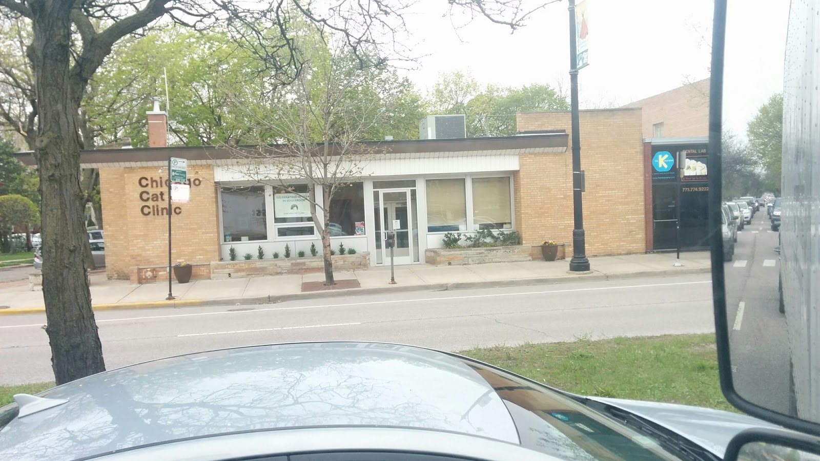 Chicago Cat Clinic - Chicago , United States