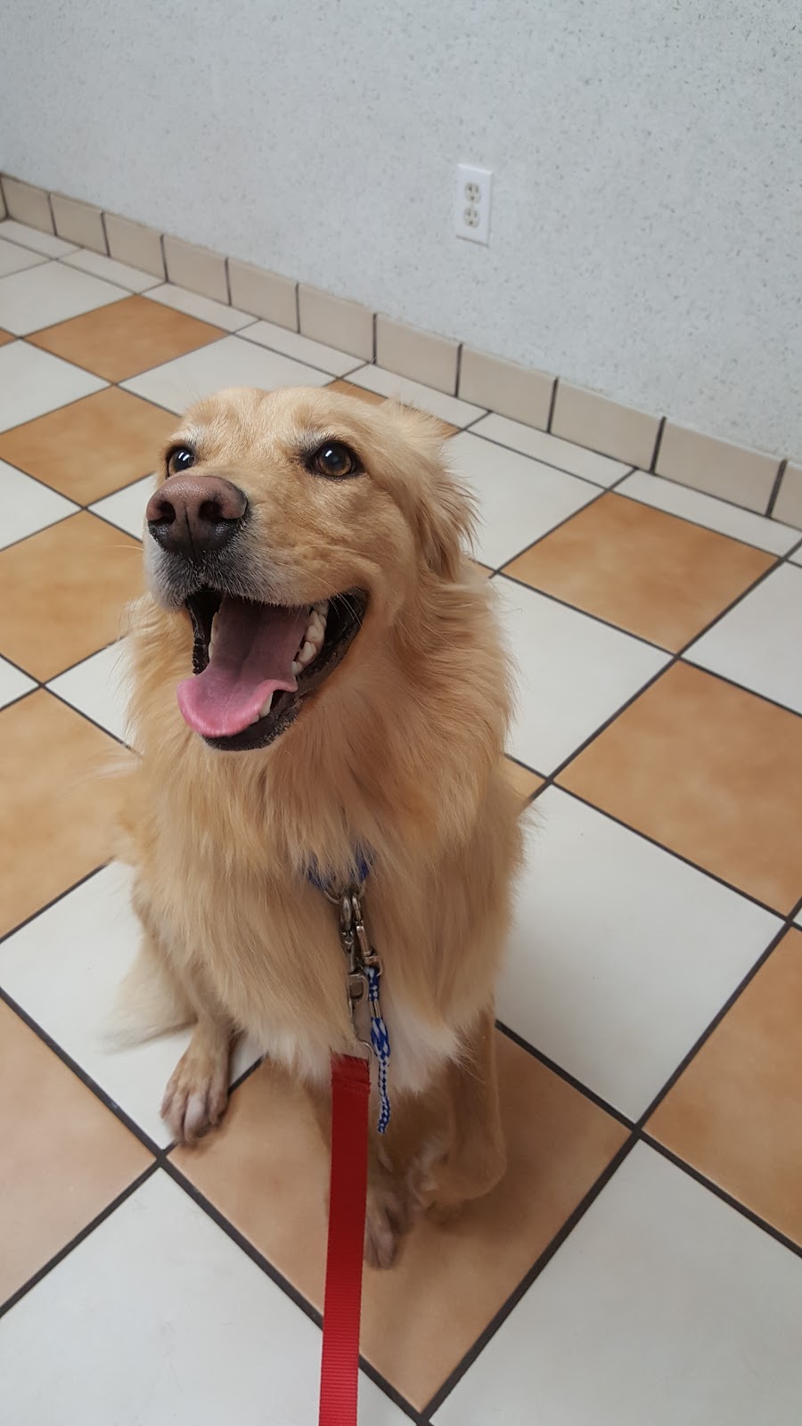 Vca Brentwood Animal Hospital - Chesapeake , United States