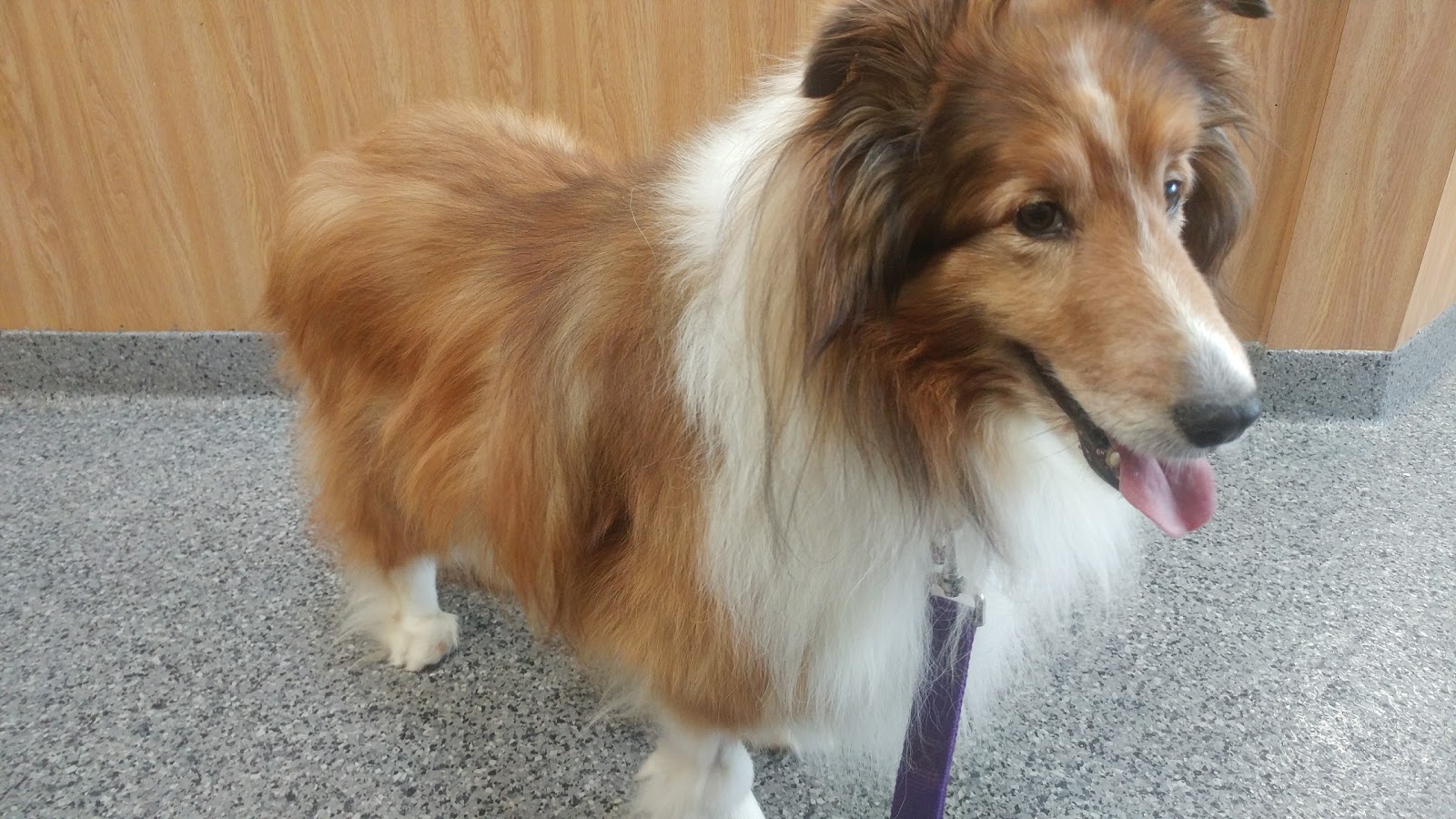 Rocky Point Animal Hospital - Rocky Point , United States
