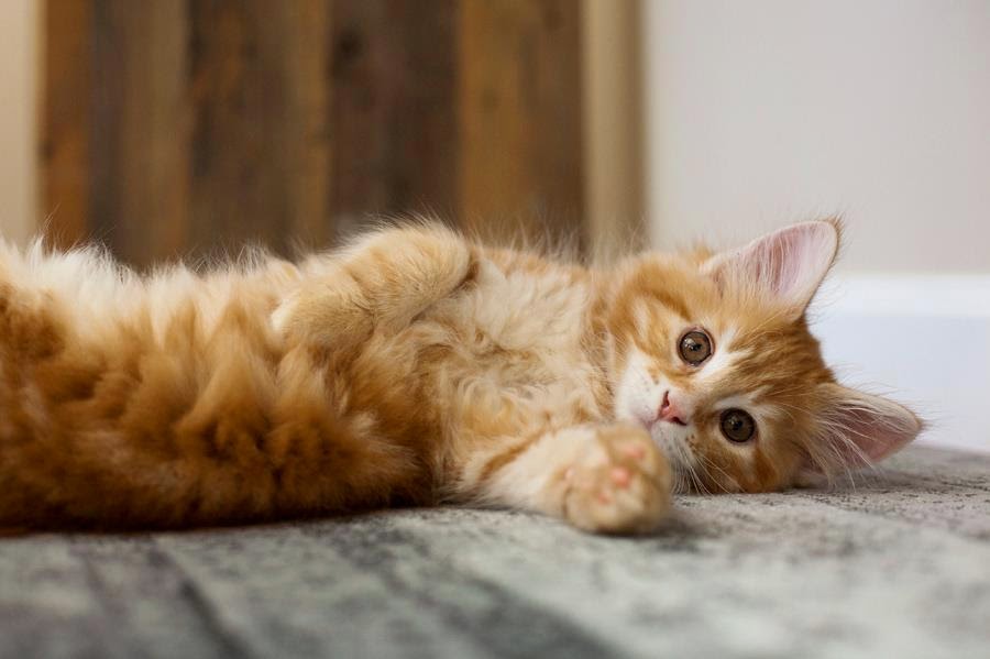 Colony Veterinary Hospital - San Diego , United States